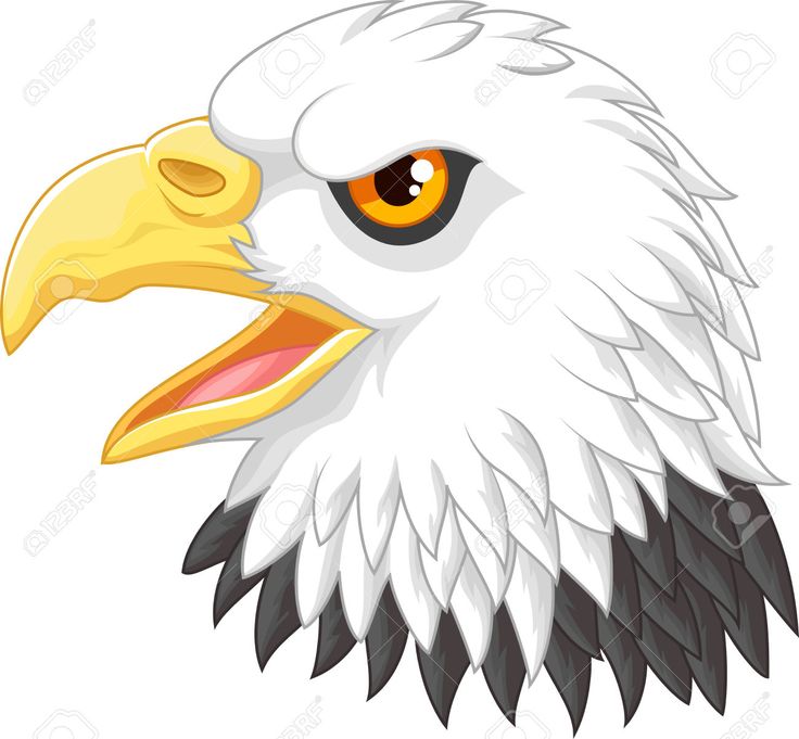 736x681 9 Best Eagle Images On Eagles, Birds Of Prey
