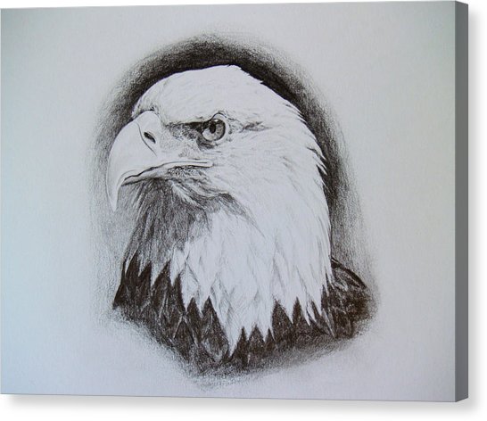 546x472 Bald Eagle Head Study Drawing By Patrick Entenmann