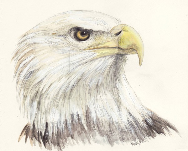 600x484 Bald Eagle Head By Morgansartworld