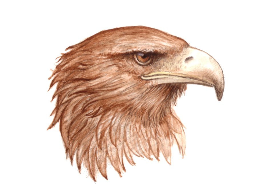 900x670 Eagle Head By P0ul