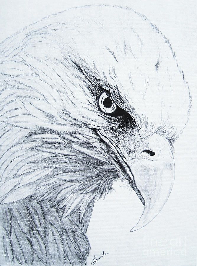 Bald Eagle Pencil Drawing at GetDrawings | Free download