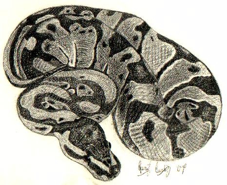 466x379 Ball Python Ii By Cerulean Serpent