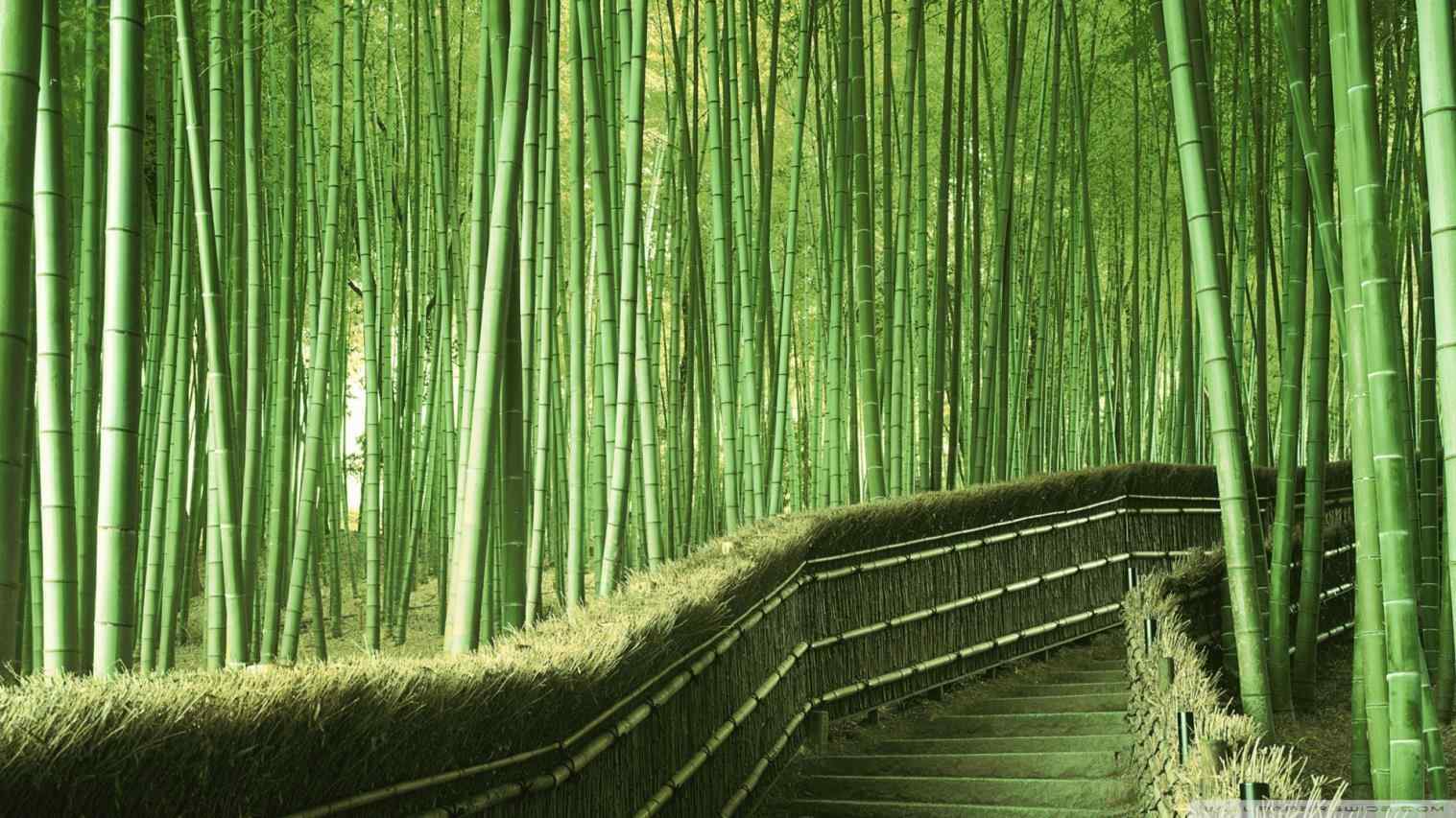 1517x853 Drawn Bamboo Forest Drawing Hd Wallpaper Pencil And In Color Plant
