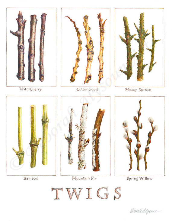 570x731 Colored Pencil Twigs Studies Art Print Nature Drawing Botanical