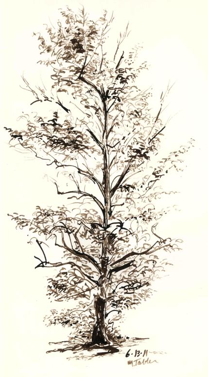 428x777 Tree Sketch With Homemade Bamboo Pens