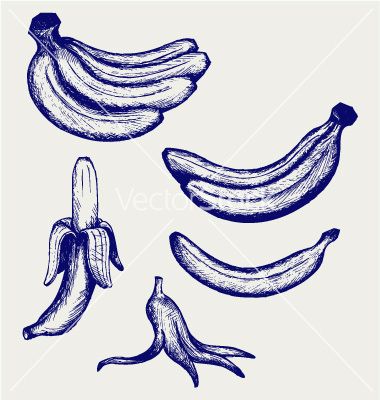 380x400 Bunch Of Bananas Peeled Banana And Banana Peel Vector Sketch By