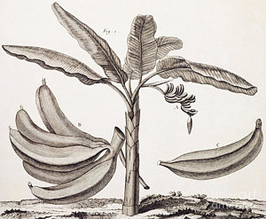 300x247 Banana Leaf Drawings Fine Art America