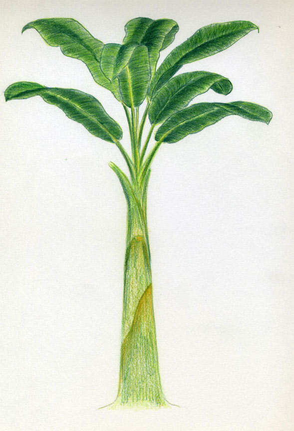 589x865 How To Draw Banana Tree