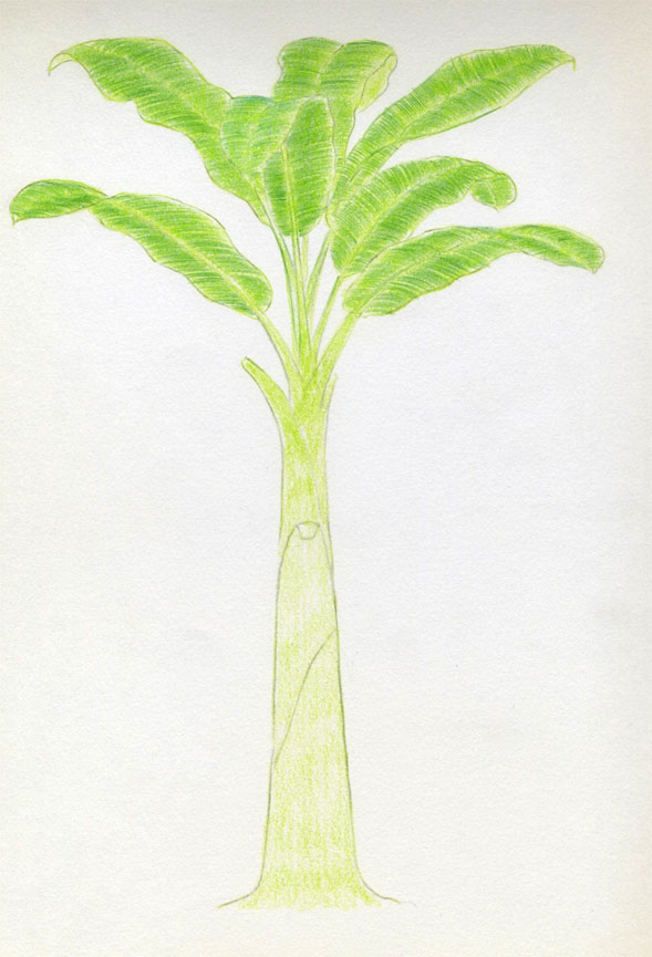 589x865 How To Draw Banana Tree