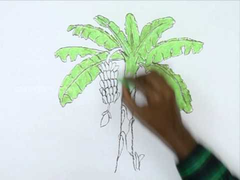 480x360 How To Draw A Banana Tree