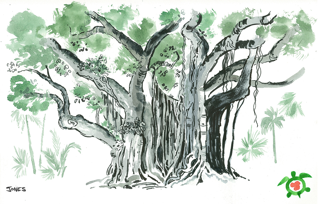 1111x710 Banyan Tree Sketches Matt Jones The Big Island