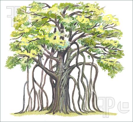 449x410 Illustration, Roots Banyan Tree