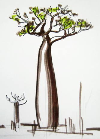 333x465 How To Draw A Baobab Tree