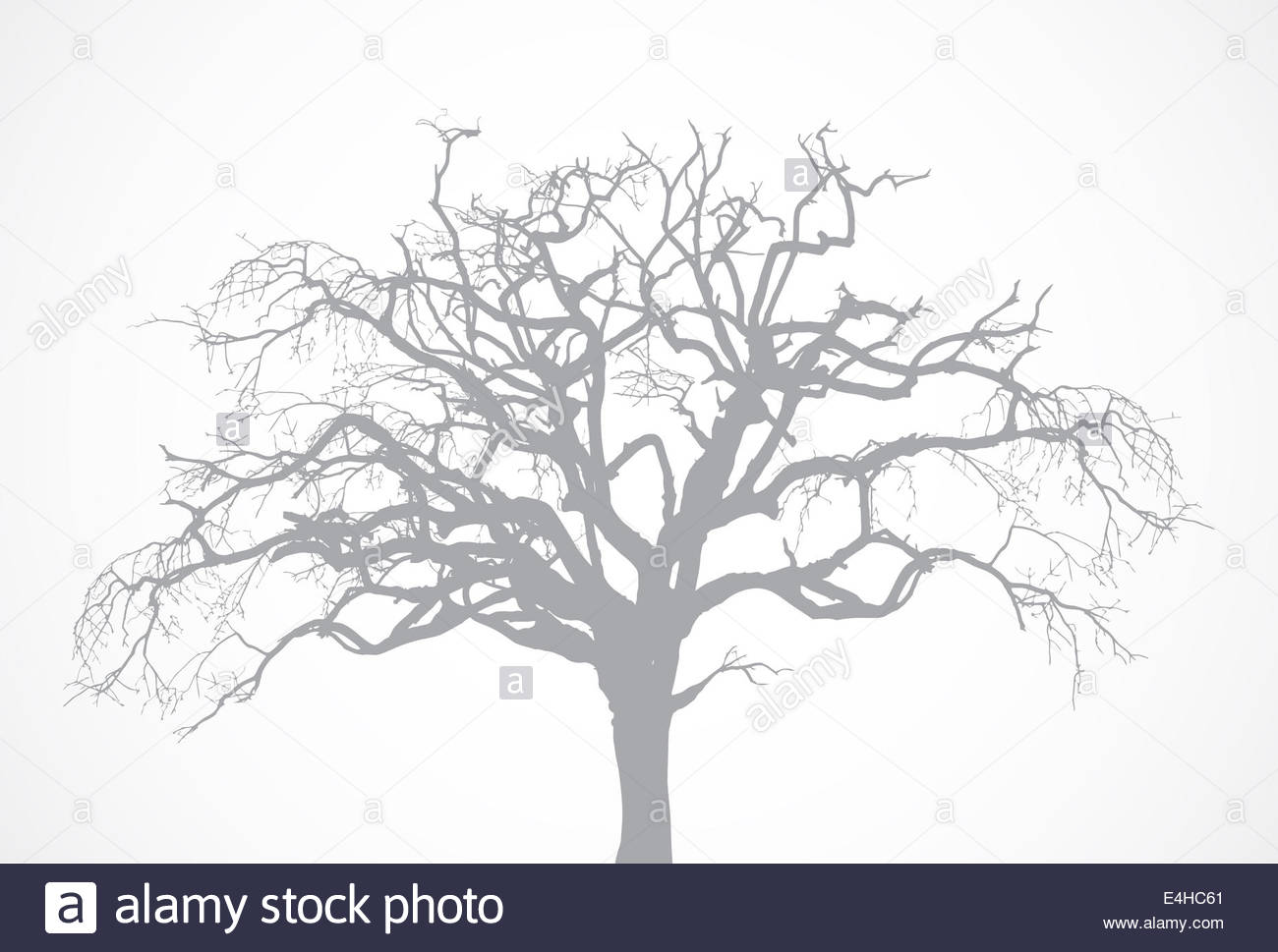 1300x969 Bare Old Dry Dead Tree Silhouette Without Leaf. Oak Crown Stock