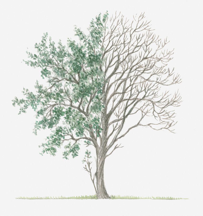 847x900 Bare Hawthorn Tree