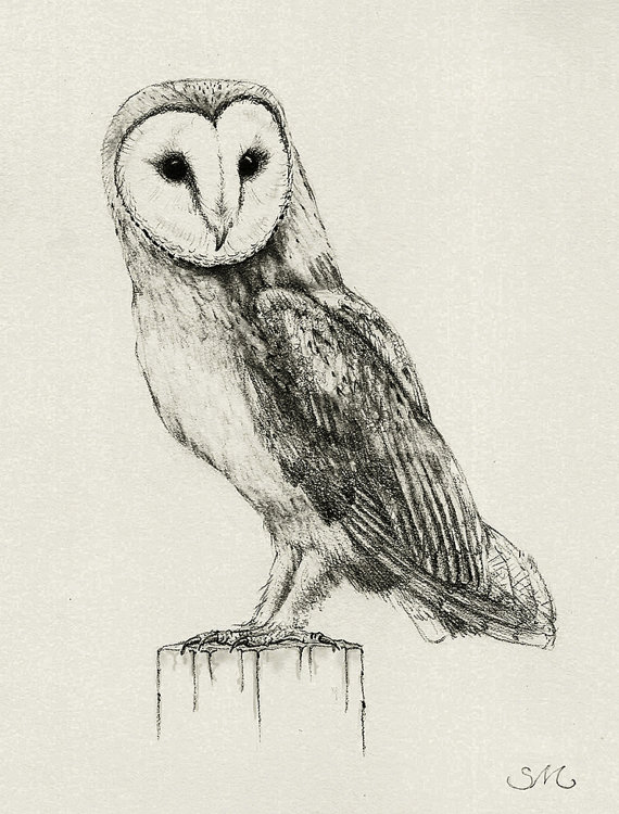 570x750 167 Barn Owl Drawing Card