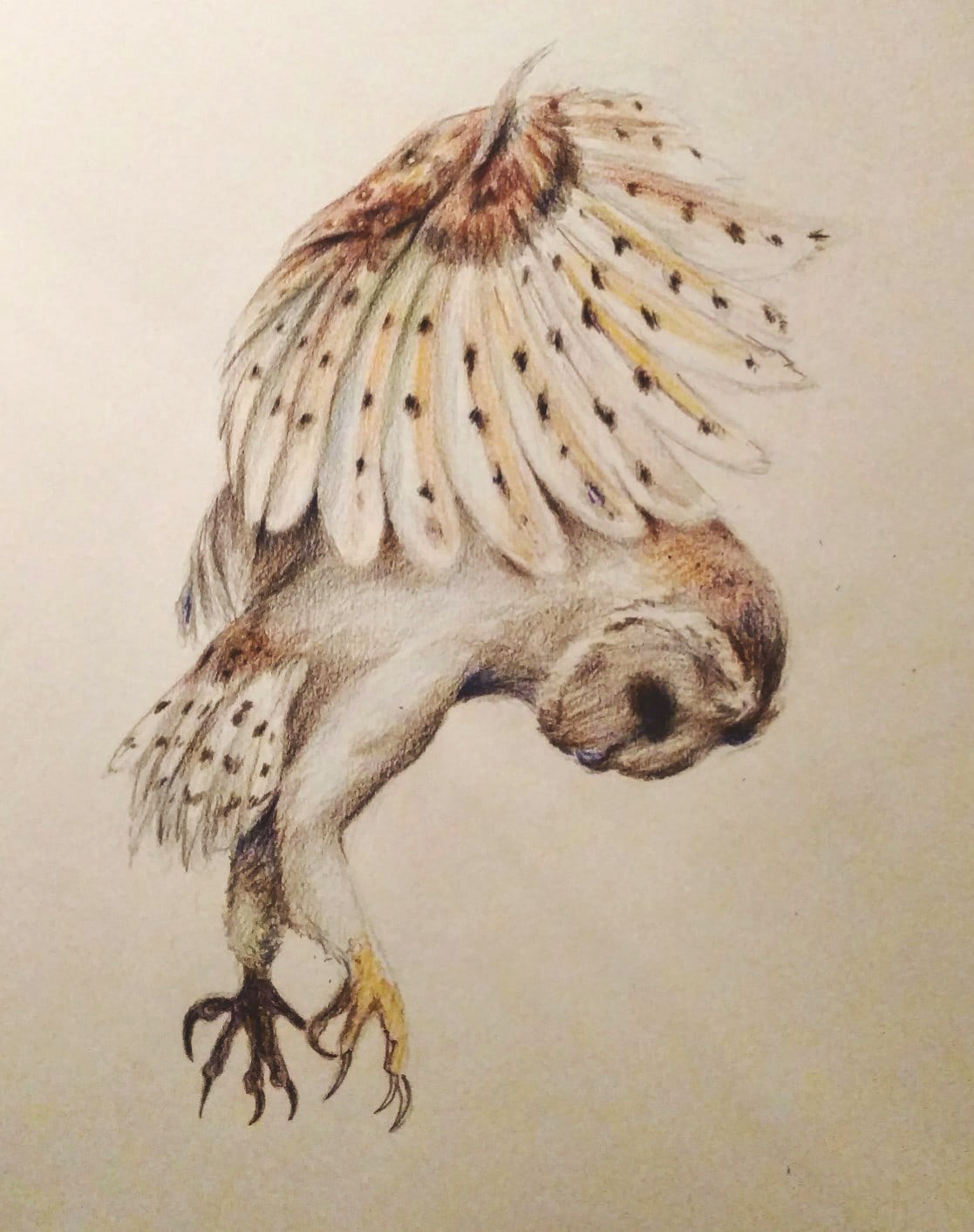 1117x1413 Barn Owl Attack Drawing With Colored Pencil Artist Amanda Leigh
