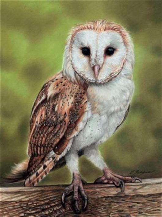 530x709 How To Draw A Barn Owl Using Pastel Pencils