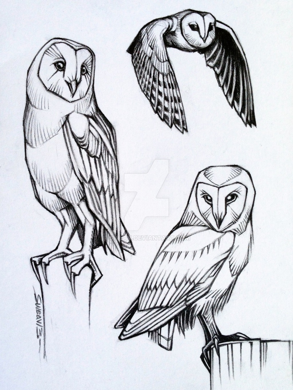 1024x1364 Image Result For Barn Owl Drawing