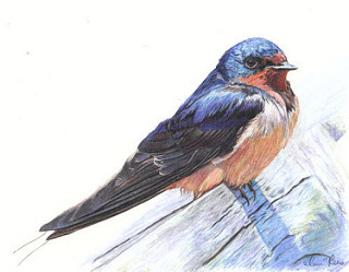 320x249 Barn Swallow Barn Swallow