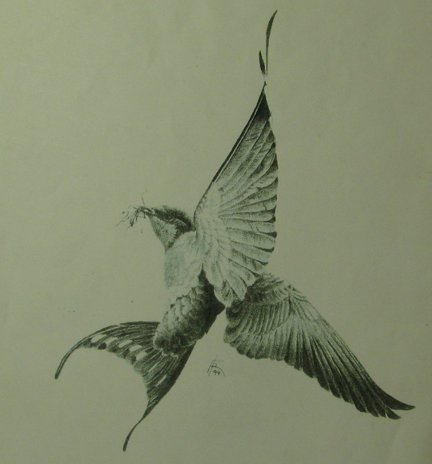 862x926 Barn Swallow By Fkwalcher