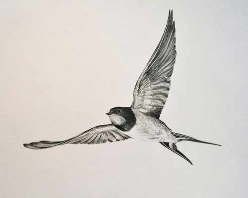 Barn Swallow Drawing at GetDrawings | Free download