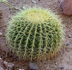 Barrel Cactus Drawing at GetDrawings | Free download