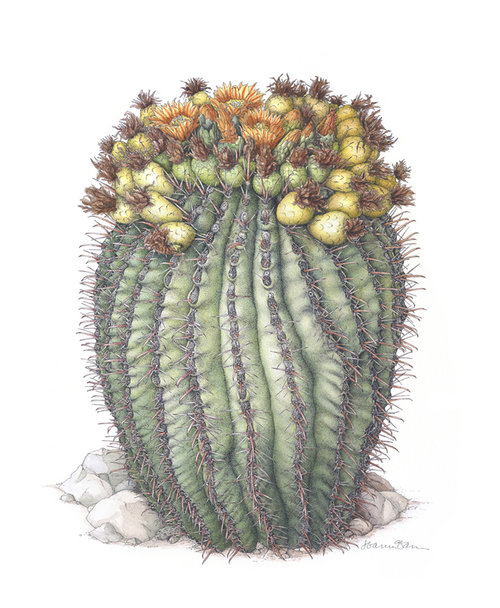 500x608 U.s. Botanic Garden Exhibition May October 2018 For Botanical Art