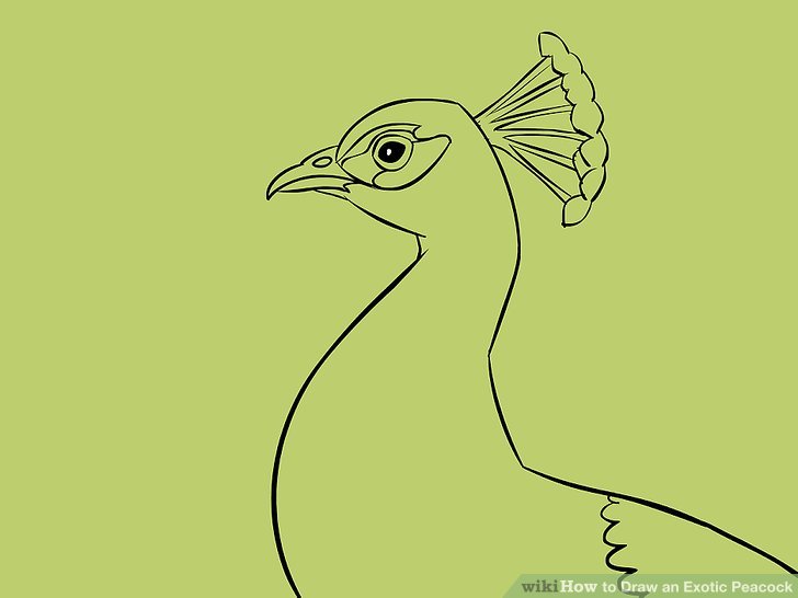 728x546 4 Ways To Draw An Exotic Peacock