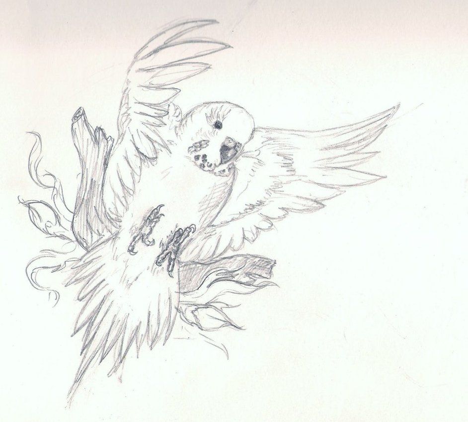 942x849 Very Basic Budgie Drawing Feather And Birds