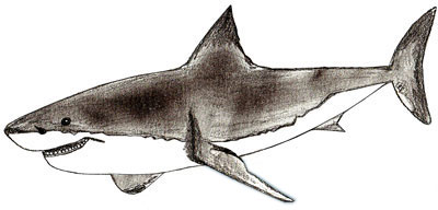 400x192 How To Draw A Shark