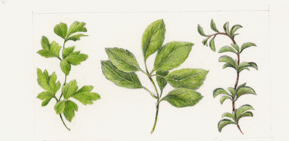 1000x489 Fruits Amp Vegetables Botanical Artist Amp Illustrator, Learn