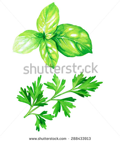 397x470 Basil Illustration