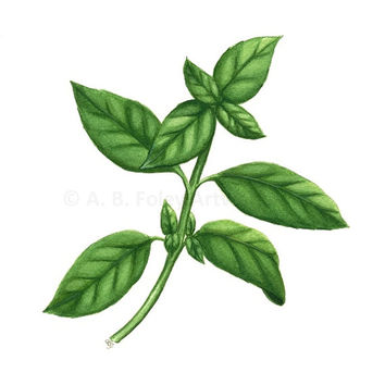 354x354 Basil Kitchen Poster