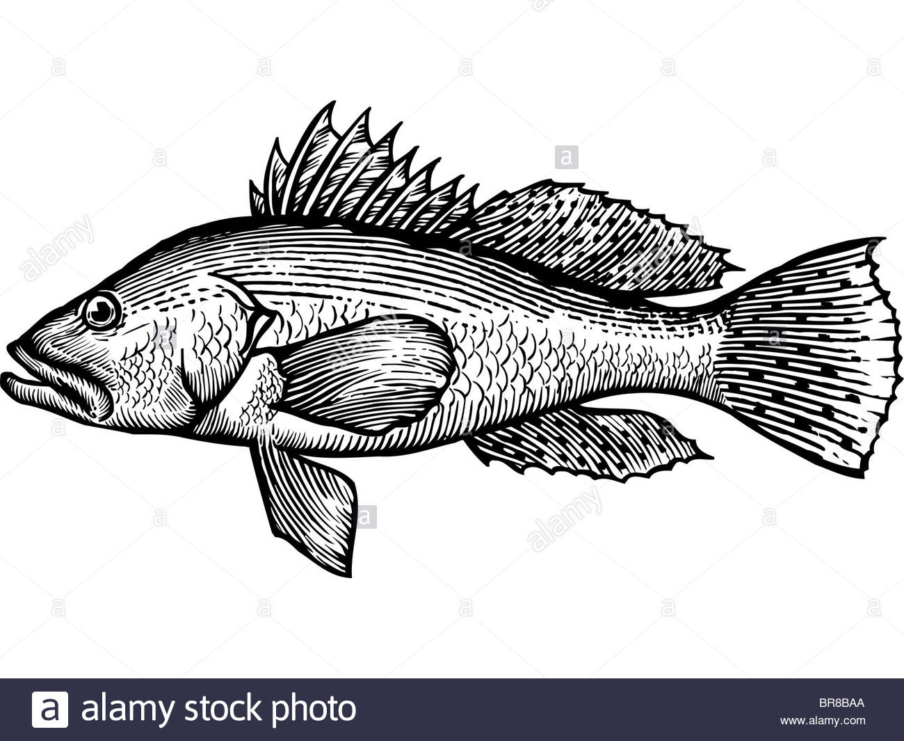1300x1065 A Black And White Drawing Of A Sea Bass Stock Photo 31531986