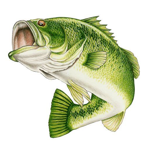 500x518 Wide Mouth Bass Clip Art Wildlife Art Stained Glass Patterns