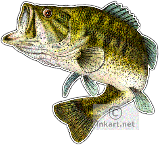 560x509 Wildlife Art Freshwater Sports Fish