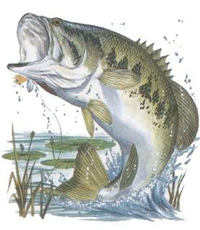 Bass Fish Drawing at GetDrawings | Free download