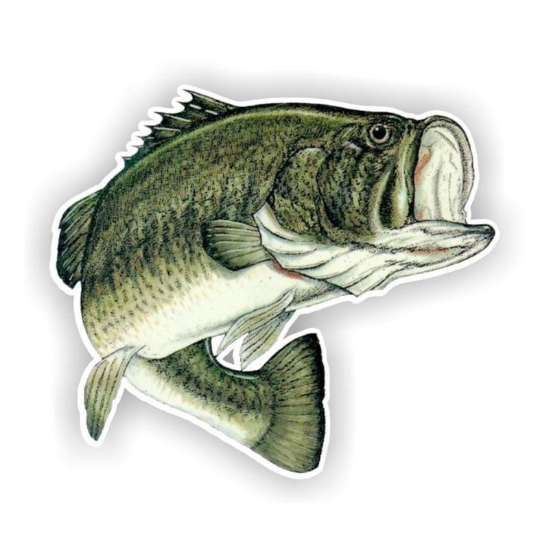 Bass Fish Drawing at GetDrawings | Free download