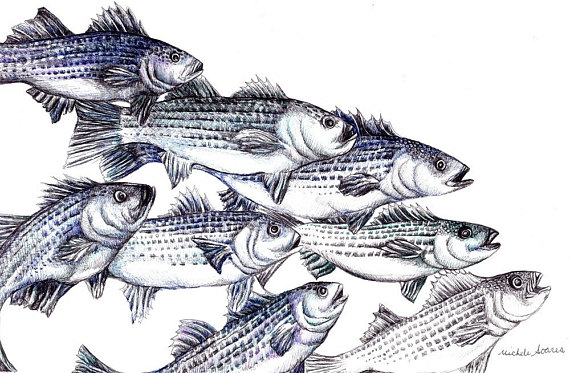 570x373 Fish Art Print Striped Bass Ink Drawing Giclee Print Fish