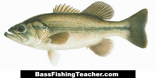 640x321 Largemouth Bass Fishing