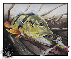 300x247 Bass Fishing Drawings Fine Art America