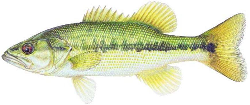 Bass Fishing Drawing at GetDrawings | Free download