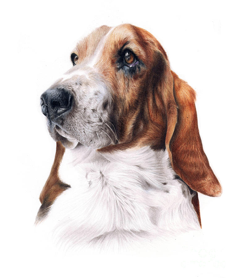 Basset Hound Drawing at GetDrawings | Free download