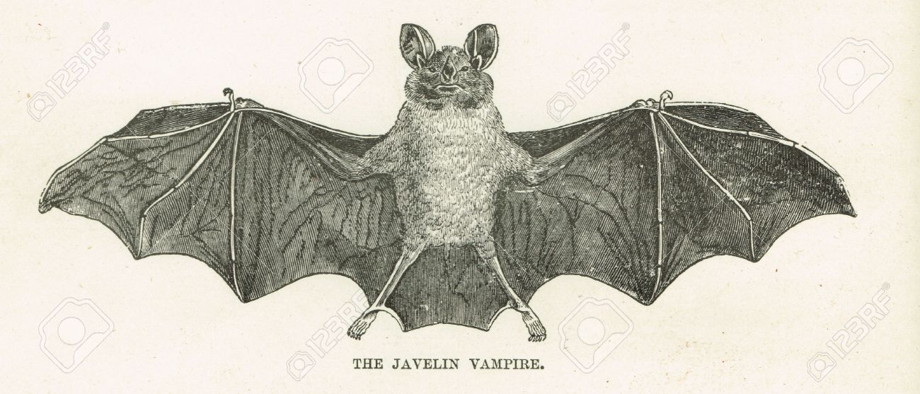 1300x557 The Javelin Vampire Bat