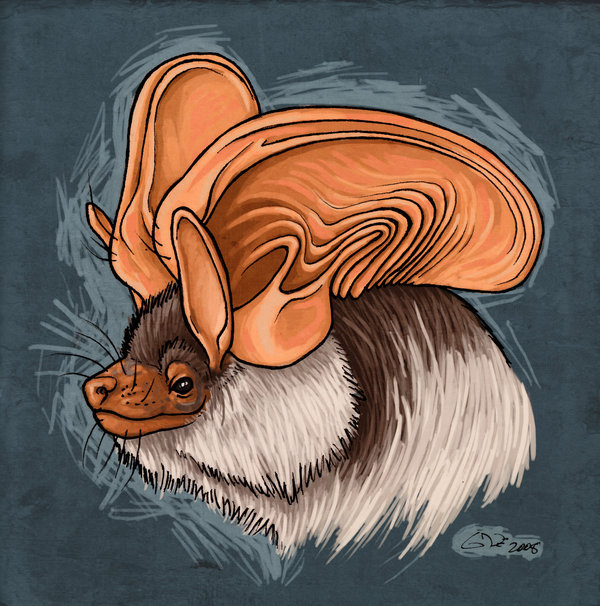 600x606 Spotted Bat Face By Commander Salamander