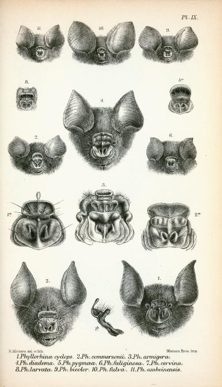 437x760 Bat Faces Other Animals Bats And Animal