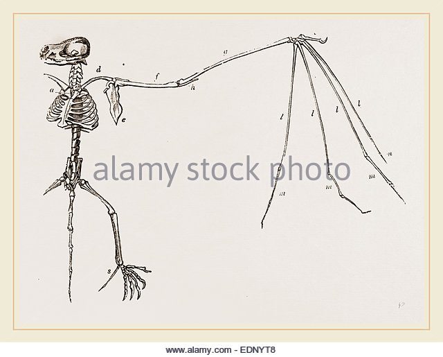 640x515 Bat Skeleton Stock Photos Amp Bat Skeleton Stock Images