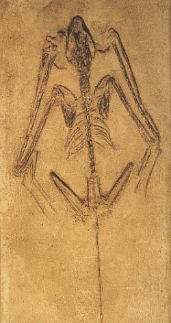 250x470 Fossil Bat Skeleton Casting