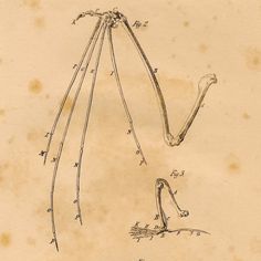 236x236 Pallid Bat Skeleton Anatomical Skeletons